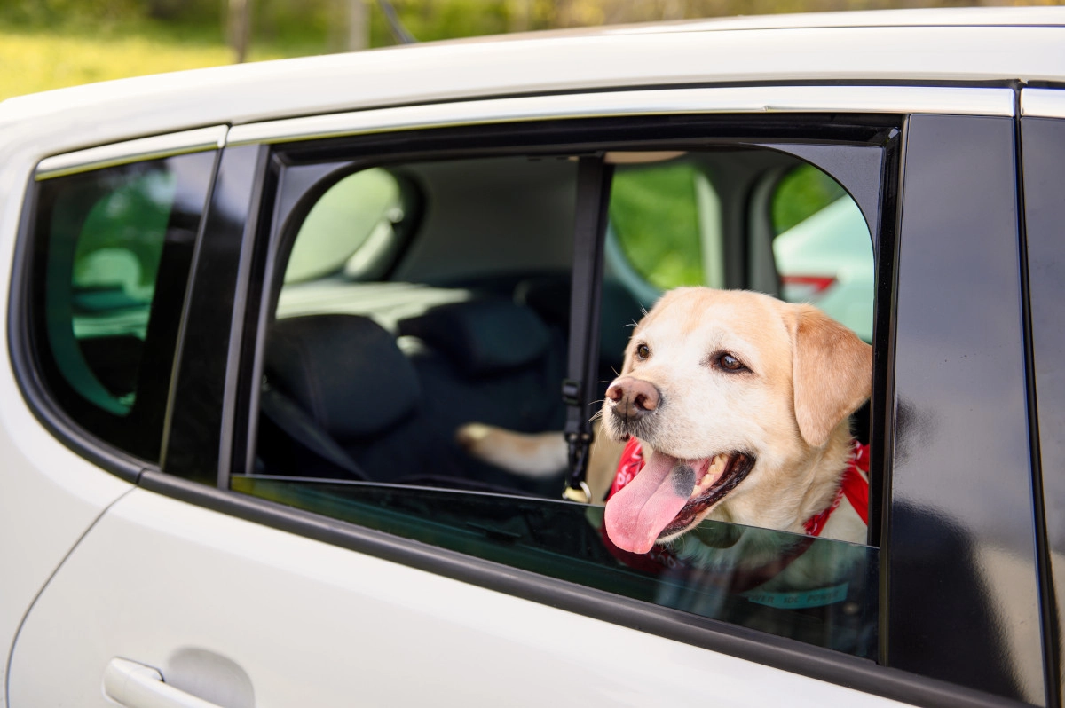 Mascota en taxi